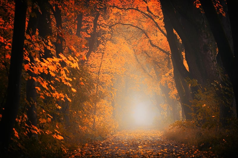 Autumn Forest